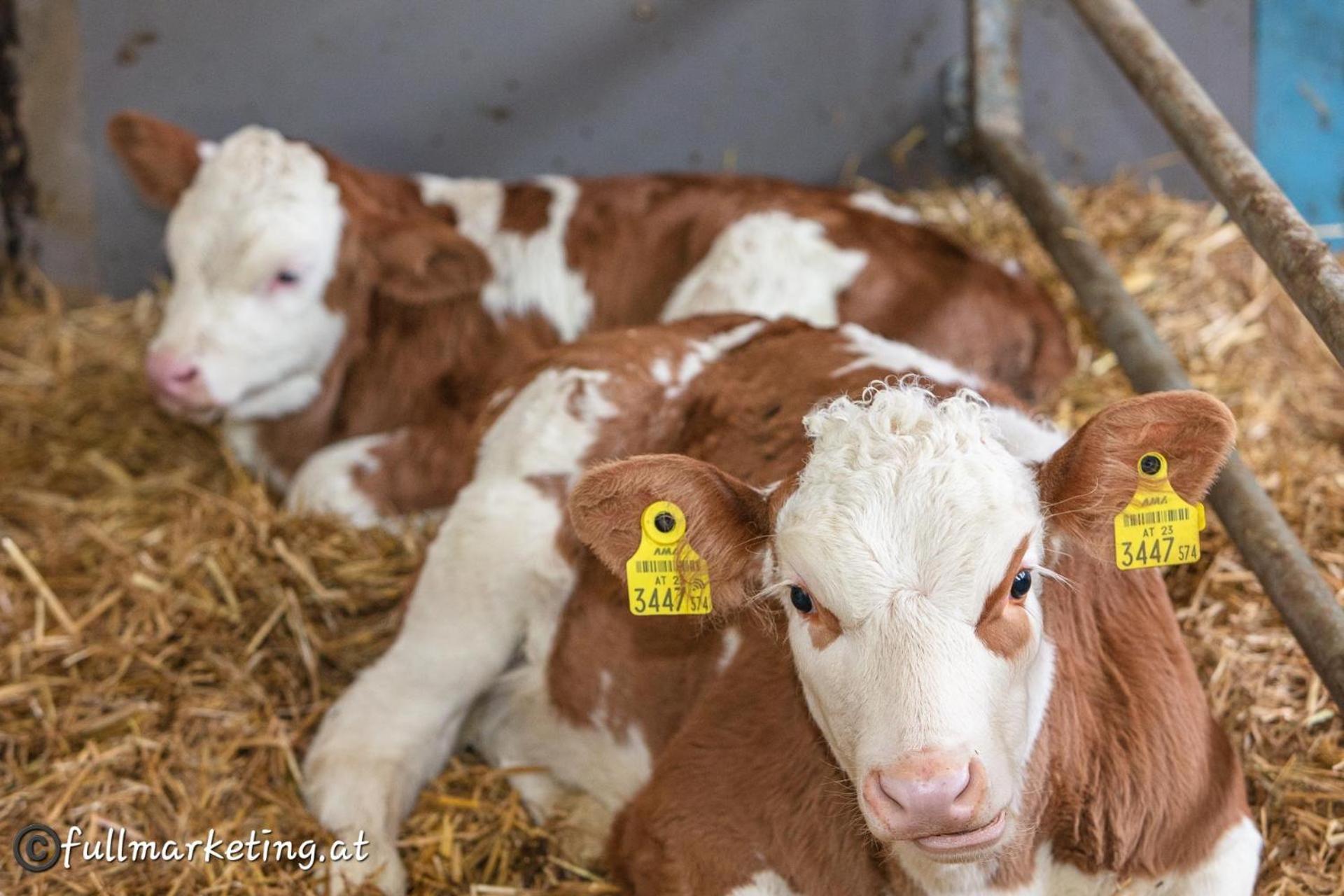 Ferienwohnungen Am Biobauernhof Lahner Bramberg am Wildkogel Ngoại thất bức ảnh